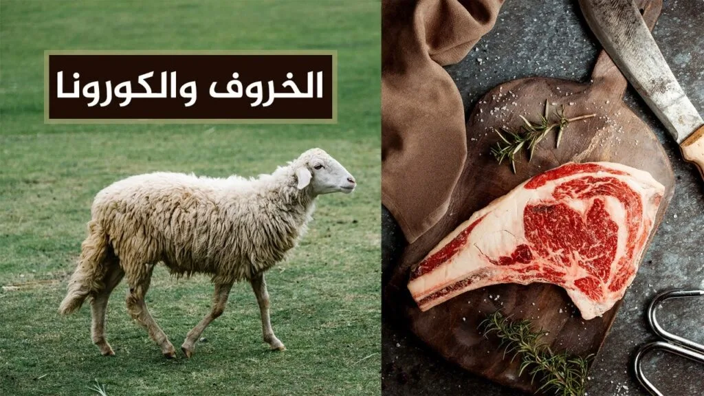 الخروف والكورونا.. ماذا لو خرج فيروس كورونا من بلاد المسلمين؟!