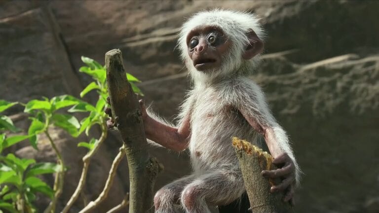 شاهد ماذا حدث في أمة القرود عندما زرعت إحدى القنوات وسطهم دمية!